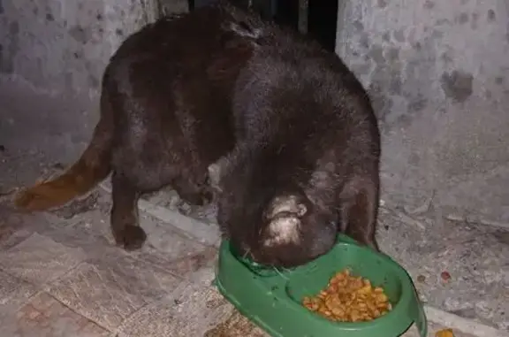 Кот найден: ул. Южакова, 30, Вологда