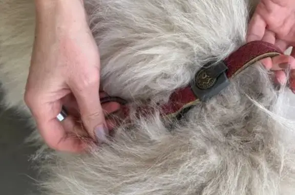 Самоед найден у ТЦ Улей, б-р Энтузиастов