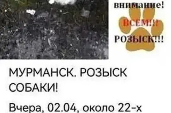 Собаки потеряшки, Мурманск, фото: Потеряшка собака, ул. П. Морозова 4, Мурманск