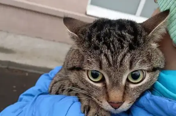 Кошка найдена в парке Белова, Челябинск