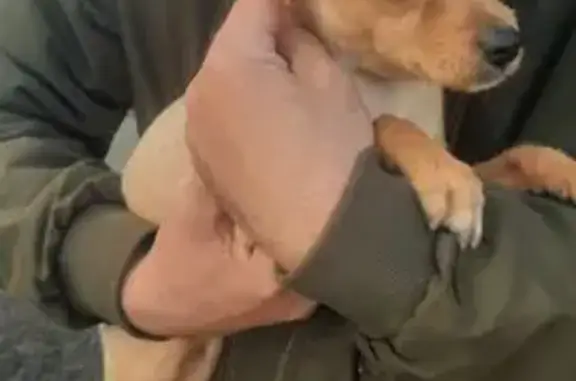 Найденные животные Томск, фото: Собака найдена, пер. 1905 года, Томск