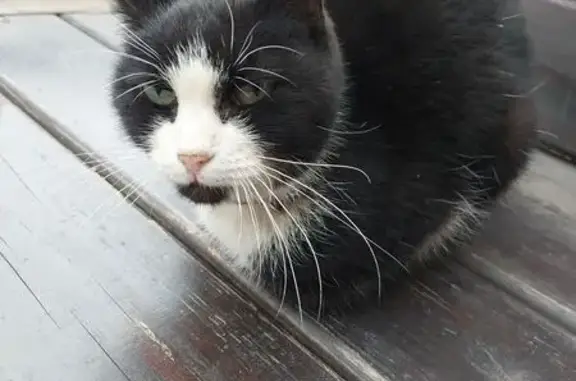 Найдена кошка, Колпино, фото: Найдена кошка, ул. Танкистов, 12, Колпино
