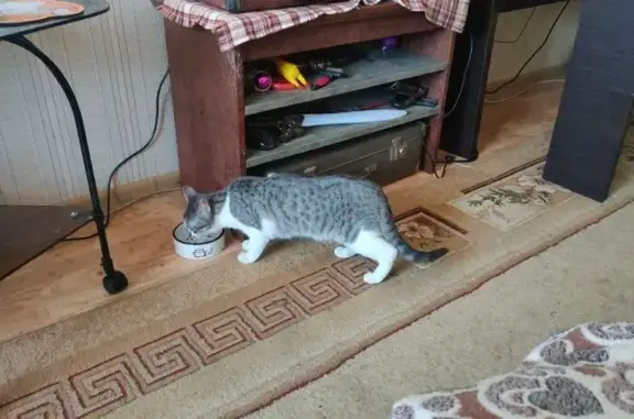 Найдена кошка, Минск, фото: Котенок найден на ул. Скрипникова, 25