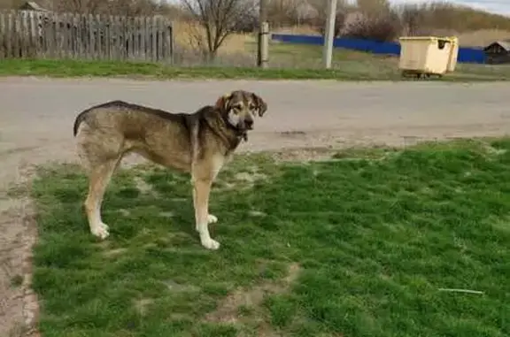 Найдена собака, Суходольское поселение