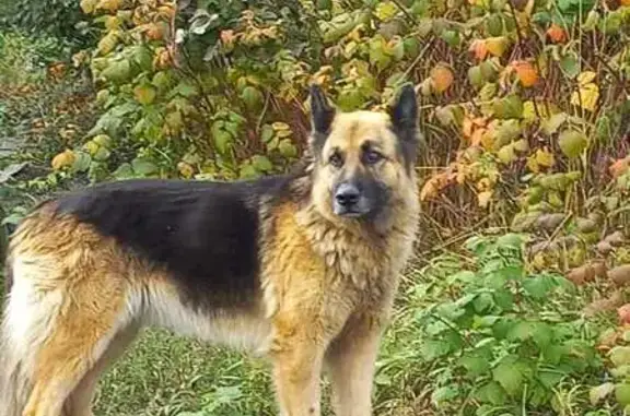 Собаки потеряшки, 1-е Цветово, фото: Потеряшка собака: 38Н-234, 68, 1-е Цветово