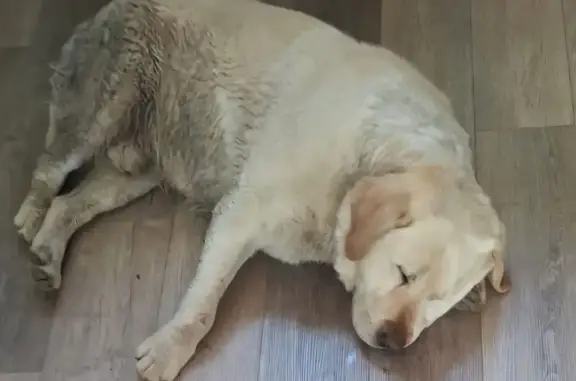 Найдена собака, Суздаль, фото: Найдена собака, ул. Ярунова Гора 3, Суздаль