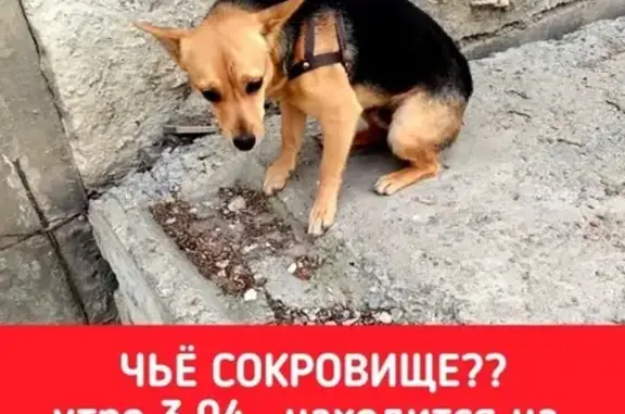 Собака найдена: Гражданская 34, Волгоград