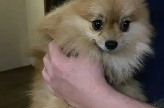 Найдена собака, Оренбург, фото: Собака найдена: ул. Кичигина, Оренбург