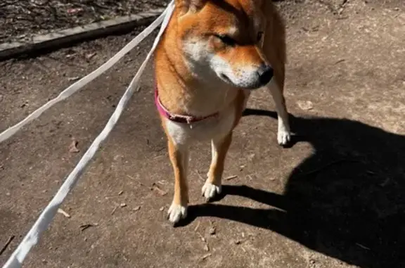 Найдена собака, Москва, фото: Собака найдена: ул. Ремизова, 5, Москва