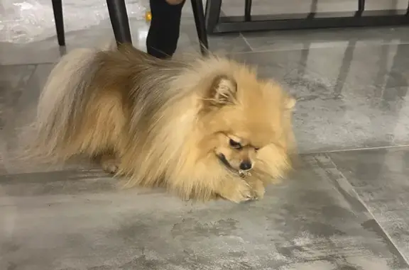 Собаки потеряшки, Казань, фото: Потеряшка собака, Казань, 24Б