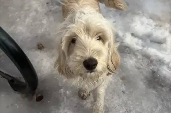 Собака найдена, Дачная ул. 68, Архангельск