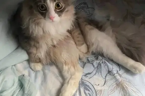 Потерянные животные Тверь, фото: Пропала кошка, пр. Чайковского, 31, Тверь