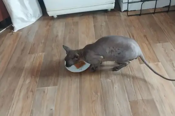 Кошка найдена: Колхозная ул, 34, Пенза