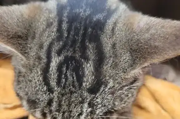 Найдена кошка, Булгаково, фото: Кот найден, Шоссейная ул., 57, Булгаково