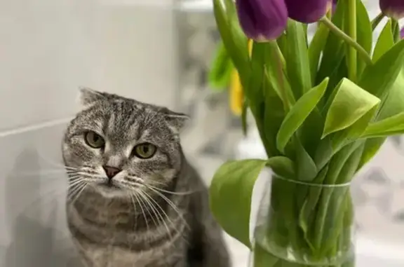 Кошки потеряшки, Уфа, фото: Потеряшка кошка, Уфа, Первомайская ул.