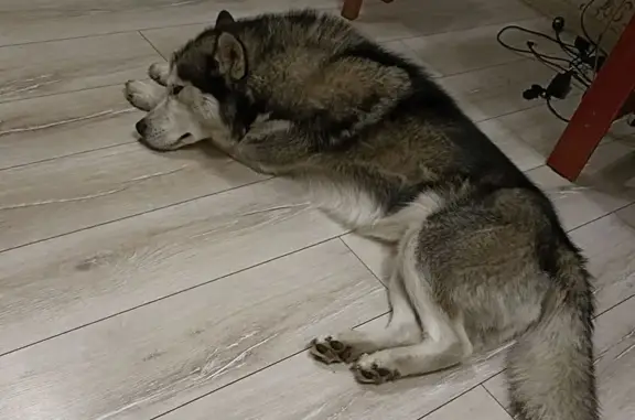 Собаки потеряшки, Новокузнецк, фото: Потеряшка собака, Кузедеевская 30, Новокузнецк