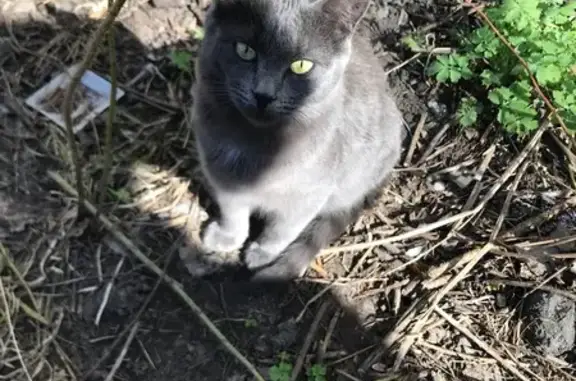 Кошка найдена: Зеленый проезд 45/3, Тверь