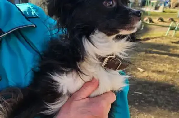 Найдена собака, , фото: Собака найдена на Мигаловской наб., Тверь