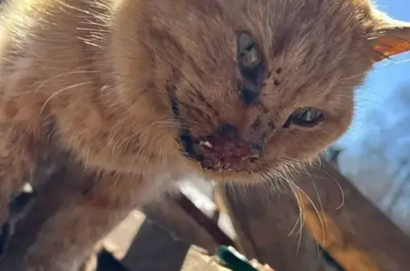 Найдена кошка, Тейково, фото: Кошка найдена: Калининская 15, Тейково