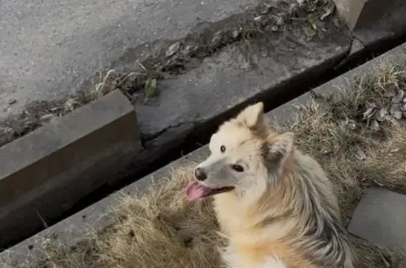 Найдена собака, Видное, фото: Потерялась собака, Видное, 46Н-13973