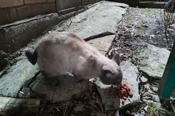 Кошка найдена на Молодогвардейцев 60А