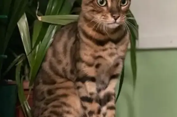Кошки потеряшки, Таганрог, фото: Потеряшка бенгальская кошка, Яблочкина 10
