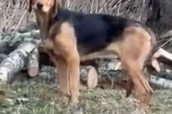 Собака найдена: 49Н-0135, 20