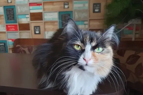 Кошки потеряшки, Иглино, фото: Потеряшка кошка, Почтовый переулок, 1