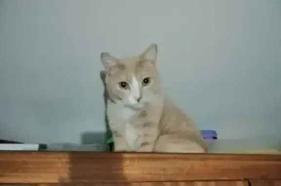 Найден кот, ул. Г. Ратнера, 23, Самара