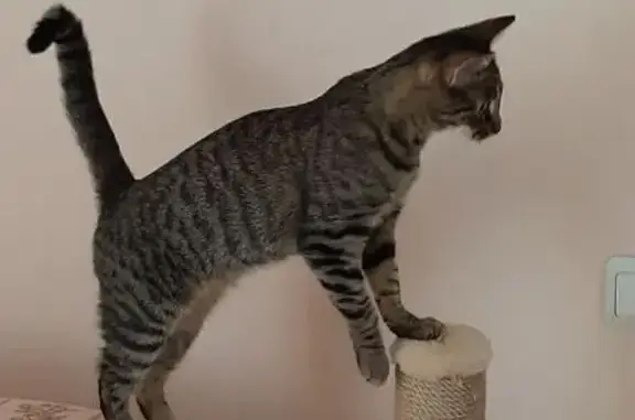 Кошки потеряшки, Уфа, фото: Потеряшка кошка, ул. Бикбая, 14, Уфа