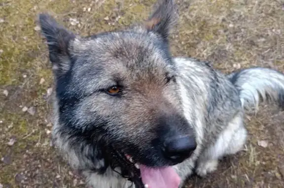 Найдена собака, Пожинский, фото: Собака найдена: 46К-7313, МО