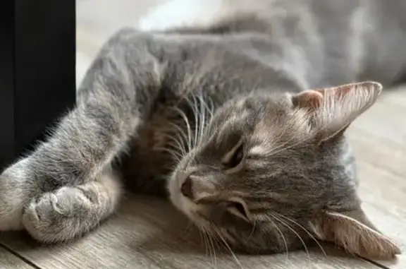 Кошки потеряшки, Симферополь, фото: Потеряшка кошка, Красноармейская, Симферополь