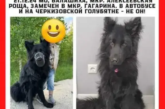 Пропала собака, Балашиха, ул. Дмитриева
