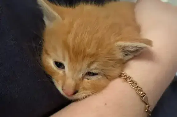 Найдена кошка, Знаменка, фото: Котенок найден: Заречная ул., 2, Знаменка