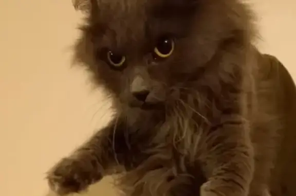 Кошка найдена: Новосибирская 35, Крск