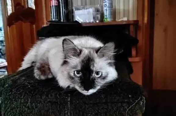Кошки потеряшки, Московская область, фото: Потеряшка кошка Муся, Борисово, МО