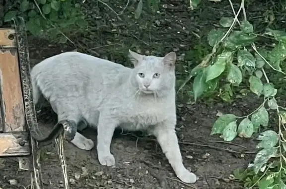 Кошка найдена: ул. Ленина, 11, Хабаровск