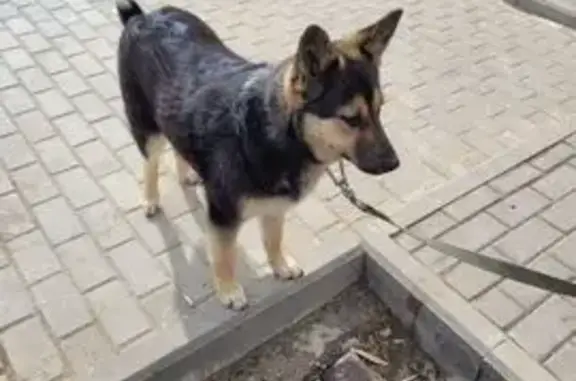 Найдена собака, Московская область, фото: Найдена собака, Московская область