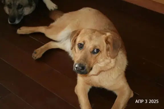 Найдена собака, Новая, фото: Найдена собака, 30 Новая.
