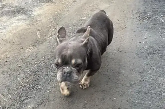 Найдена собака, Ростов-на-Дону, фото: Собака найдена: 4-й Раскатный пер., Ростов-на-Дону