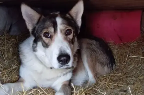 Собака найдена: пл. Минина, 7, Н.Новгород