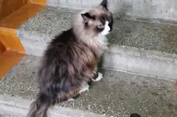 Найдена кошка, Когалым, фото: Найдена кошка, Югорская 22, Когалым