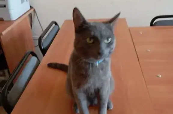 Кот найден: Ново-Вокзальная, 116, Самара