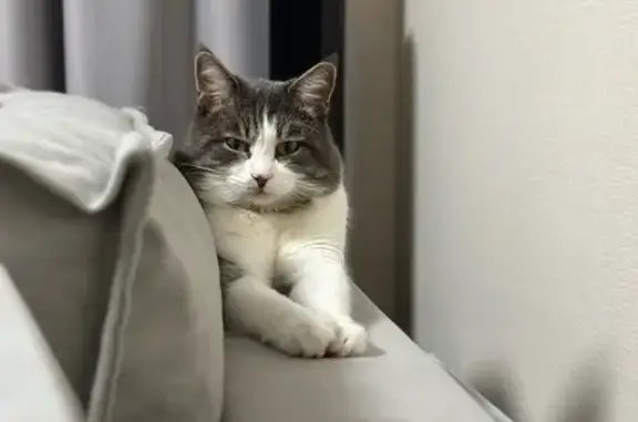 Кошки потеряшки, Ростов-на-Дону, фото: Потеряшка кошка, пр. Солженицына 15/1 с1