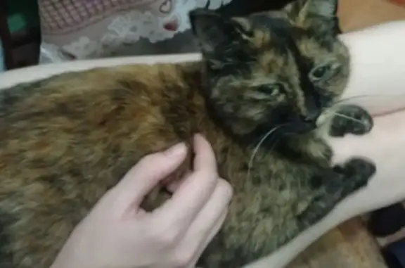 Кошки потеряшки, Новокузнецк, фото: Потеряшка кошка, Лазо 10, Новокузнецк