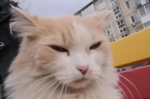 Найденные животные Ачинск, фото: Найдена светло рыжая кошка, Ачинск 50А