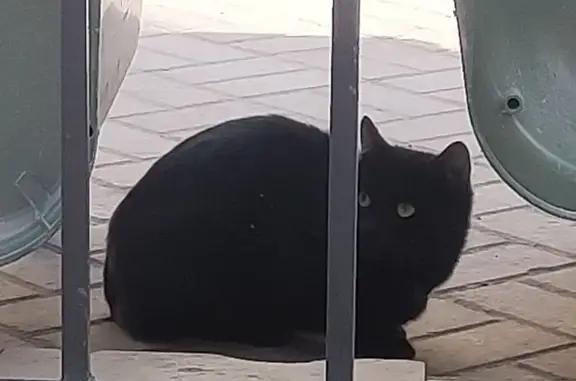 Кошка найдена, Московская ул., Казань