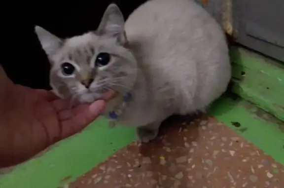 Кошка найдена: Промышленности, 190, Самара