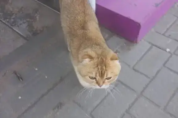 Кошка найдена на Хользунова, 102В, Воронеж