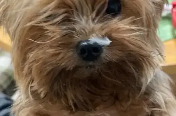 Собаки потеряшки, , фото: Потеряшка мини йорк, ул. Ленина 113, Сочи